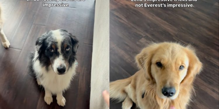 Owner Shows How Service Dog Farts on Command