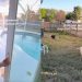 Dogs Experience Backyard Life for First Time — Their Reactions Are Priceless