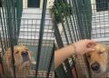 Golden Retriever Has Strangers Stopping To Greet Him, Owners Find a Solution