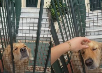 Golden Retriever Has Strangers Stopping To Greet Him, Owners Find a Solution