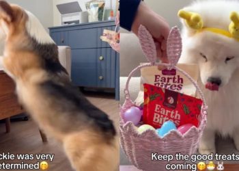 Video: Samoyed & Corgi Enjoy Easter Egg Hunt