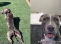 Owner Jokingly Proves Pit Bulls Are the ‘Biggest Scam in the Dog World’