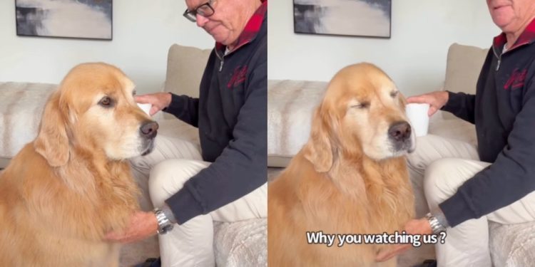 Golden Retriever Gives Mom ‘Stink Eye’ When She Disrupts His Privacy