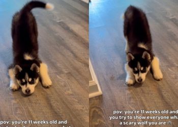 Little Puppy Might Fool You Into Thinking He’s a Scary Wolf — Beware