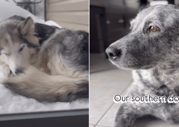 Video: Owner Shows Difference Between Southern & Northern Dogs