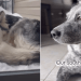 Video: Owner Shows Difference Between Southern & Northern Dogs