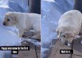 Video: Puppy Plops Face Into Snow After Exploring It for First Time