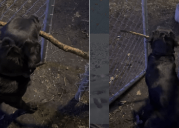 Video Shows How Dog Gets Large Stick Through Narrow Opening