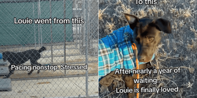 Dog Returned to Shelter Twice for Being ‘Little Fearful’ Finds Forever Home