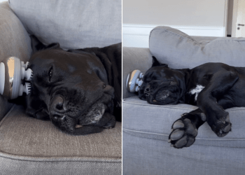 Video: Dog Shows the Right Way to Relax in Life