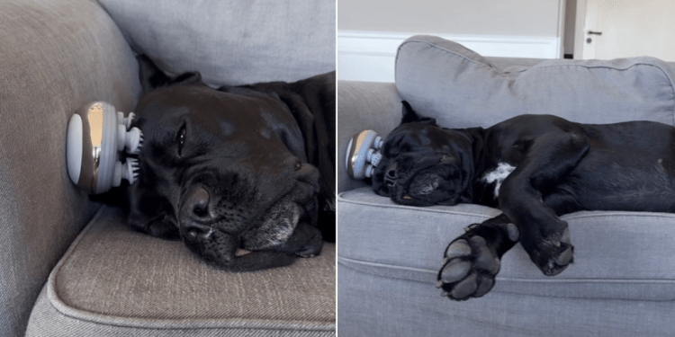 Video: Dog Shows the Right Way to Relax in Life