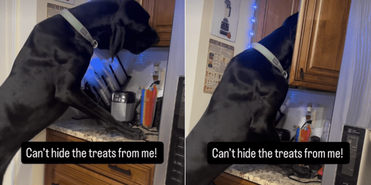 Video: Great Dane Gets Caught, but Keeps Looking for Hidden Treats