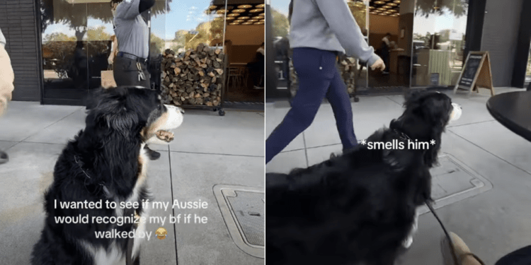 Dog Finds Owner’s Boyfriend in Public Just by Scent