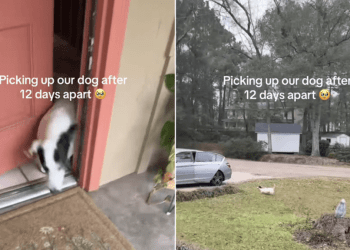 First Thing Dog Does After Spending Days Away From Owners
