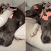 Video of Baby Decorating Dog With Bows Will Make Your Day