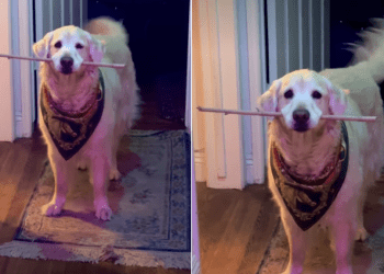 Golden Retriever’s Tail Goes Wild When Owners Want What She Has
