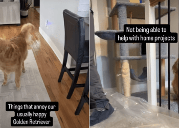 ‘Usually Happy’ Golden Retriever Gets Annoyed by These Things