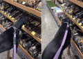 Owner Lets Doberman Take Her Time at Pet Store for a Reason