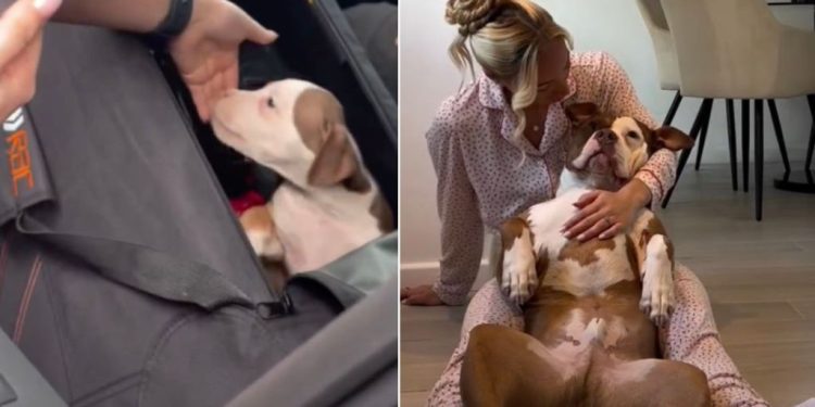 Video: Owner Recalls Meeting XL Bully for First Time as Pup