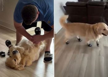 Video: Golden Retriever Lies Still as Dad Puts Shoes on His Paws