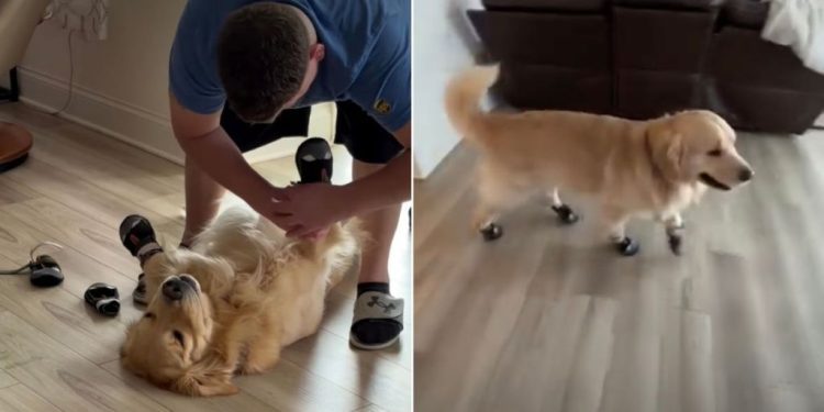 Video: Golden Retriever Lies Still as Dad Puts Shoes on His Paws