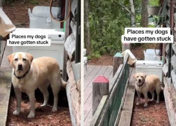 Dogs Get Stuck in the Most Unusual of Places