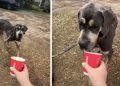 Foster Dog Gets His First Pup Cup