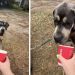 Foster Dog Gets His First Pup Cup