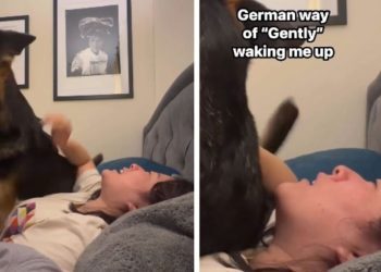 Dog Has a Quirky Way of Waking up Mom & It Will Completely Surprise You