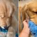 Video: Golden Retriever Goes Shopping for New Toy