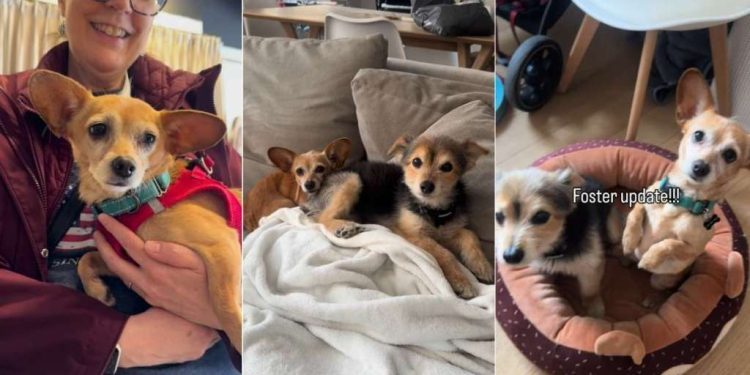 Dog Gets Spoiled by Foster Mom the Night Before Leaving for Forever Home