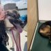 Shelter Dog Shows How a Day Out & Some Love Make a World of Difference