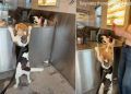 Dog Loves Visiting Neighborhood Pizza Shop for This Reason
