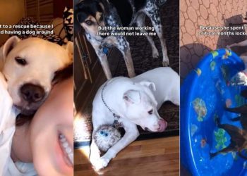 Rescue Dog That Almost Didn’t Get Adopted Has Spent 15 Years With Mom