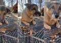 This Dog Doesn’t Mind Sharing Peanuts With His Tiny Best Friend