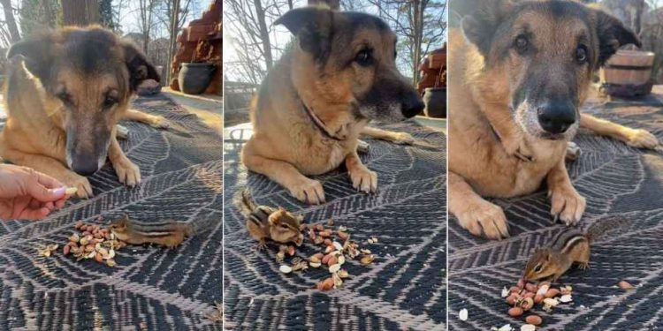 This Dog Doesn’t Mind Sharing Peanuts With His Tiny Best Friend