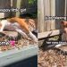 Rescue Dog Goes Missing, Mom Finds Her Sunbathing in the Garden