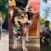 Abandoned Rescue Dog Waits Years for Family To Return, Then Finds a Home