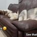 Two Dogs Argue Over a Couch That Isn’t Big Enough Before Squeezing In