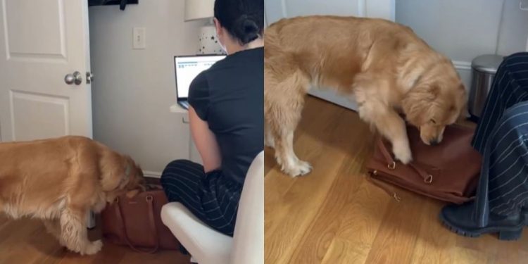 Golden Retriever Peeks Into Auntie’s Bag & Sneaks Away With a Surprise