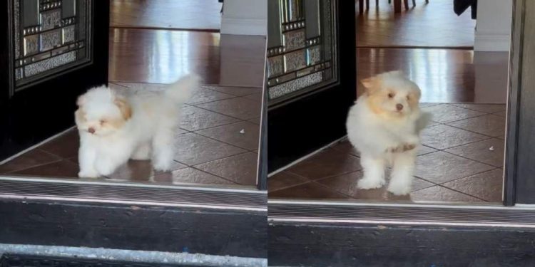 Tiny Dog Can’t Contain Excitement When Mom Returns Home
