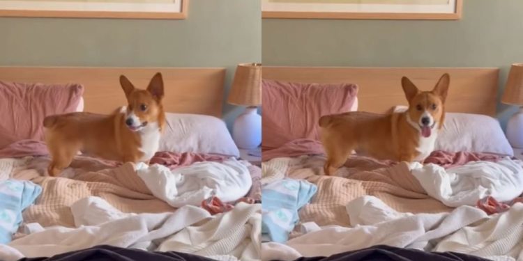 Corgi Puppy Starts Doing Zoomies on Pile of Laundry