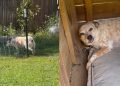 Dog Tries To Play Innocent After Being Busted, but Dad Isn’t Convinced