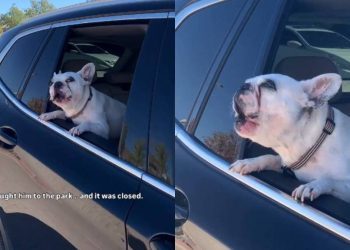 Dog Goes to the Park, Finds It Closed & Gets Vocal About His Frustration
