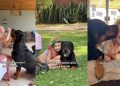 Dog Is the Best Companion This Little Girl Could Ask For, Here’s Proof