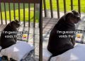 Dog Has Other Plans for Pillows Mom Left Out To Sanitize in the Sun