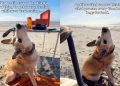 This Dog Has a Good Reason for Tilting His Head While Begging for Food