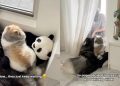Dogs Keep Waiting for Delivery Guy Who Quit So Owners Do This