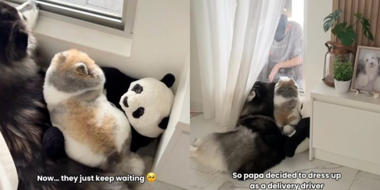 Dogs Keep Waiting for Delivery Guy Who Quit So Owners Do This