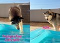 Dog Hates Being Apart From Mom, Even if It Means Getting Her Paws Wet
